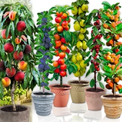 12 arbres fruitiers colonnaires - 80/100 cm -Pour pot et pleine terre - (2 cerises,2 pommes,2 poires,2 abricots,2 prunes,2 pêches)