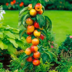 12 arbres fruitiers colonnaires - 80/100 cm -Pour pot et pleine terre - (2 cerises,2 pommes,2 poires,2 abricots,2 prunes,2 pêches)