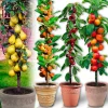 4 arbres fruitiers colonnaires - 80/100 cm - Pour pot et pleine terre - (cerisier, pommier, poirier, abricotier)