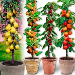 4 arbres fruitiers colonnaires - 80/100 cm - Pour pot et pleine terre - (cerisier, pommier, poirier, abricotier)