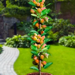 4 arbres fruitiers colonnaires - 80/100 cm - Pour pot et pleine terre - (cerisier, pommier, poirier, abricotier)