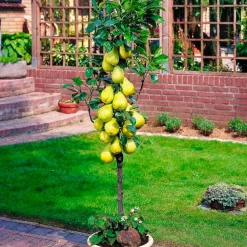 4 arbres fruitiers colonnaires - 80/100 cm - Pour pot et pleine terre - (cerisier, pommier, poirier, abricotier)