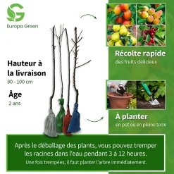 4 arbres fruitiers colonnaires - 80/100 cm - Pour pot et pleine terre - (cerisier, pommier, poirier, abricotier)
