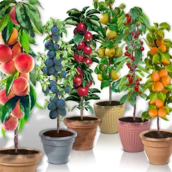 6 arbres fruitiers colonnaires - 80/100 cm - Pour pot et pleine terre - (cerisier, pommier, poirier, abricotier, prunier, pêcher)
