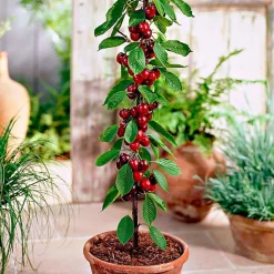 6 arbres fruitiers colonnaires - 80/100 cm - Pour pot et pleine terre - (cerisier, pommier, poirier, abricotier, prunier, pêcher)