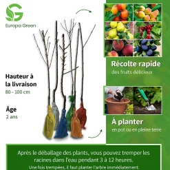 6 arbres fruitiers colonnaires - 80/100 cm - Pour pot et pleine terre - (cerisier, pommier, poirier, abricotier, prunier, pêcher)