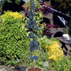 6 arbres fruitiers colonnaires - 80/100 cm - Pour pot et pleine terre - (cerisier, pommier, poirier, abricotier, prunier, pêcher)