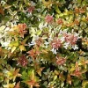 2 x Abélie - Abelia grandiflora 'Kaleidoscope' - 25-30 cm pot