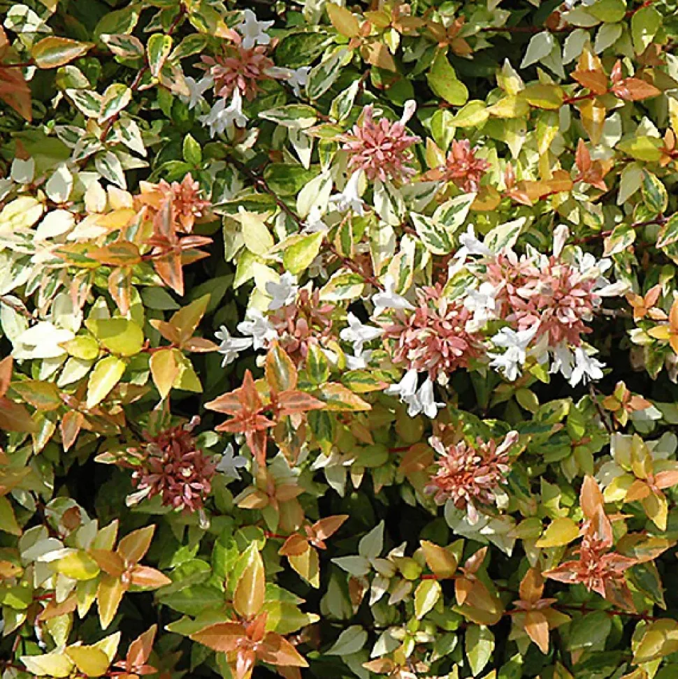 2 x Abélie - Abelia grandiflora 'Kaleidoscope' - 25-30 cm pot