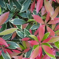 2 x Andromède 'Flaming Silver' - Pieris 'Flaming Silver' - 20-30 cm pot