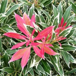 2 x Andromède 'Flaming Silver' - Pieris 'Flaming Silver' - 20-30 cm pot