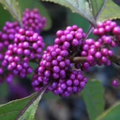 2 x Arbuste aux bonbons 'Profusion' - Callicarpa bodinieri 'Profusion' - 40-60 cm pot
