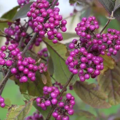 2 x Arbuste aux bonbons 'Profusion' - Callicarpa bodinieri 'Profusion' - 40-60 cm pot
