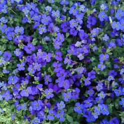 6 x Aubriète 'Hamburger Stadtpark' - Aubrieta 'Hamburger Stadtpark' - godet 9cm x 9cm