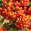 2 x Buisson ardent 'Orange Glow' - Pyracantha 'Orange Glow' - 60-80 cm pot