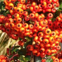 2 x Buisson ardent 'Orange Glow' - Pyracantha 'Orange Glow' - 60-80 cm pot