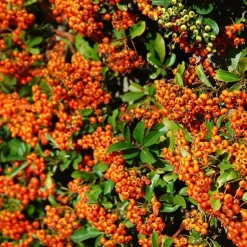 2 x Buisson ardent 'Orange Glow' - Pyracantha 'Orange Glow' - 60-80 cm pot