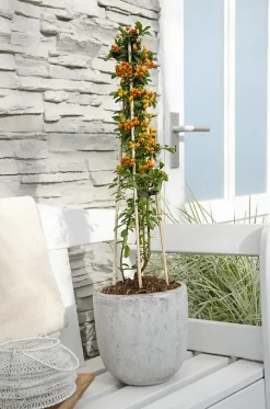 2 x Buisson ardent 'Orange Glow' - Pyracantha 'Orange Glow' - 60-80 cm pot