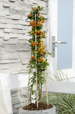 2 x Buisson ardent 'Orange Glow' - Pyracantha 'Orange Glow' - 60-80 cm pot