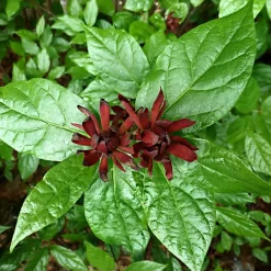 2 x Calycanthe - Calycanthus floridus - 40-60 cm pot