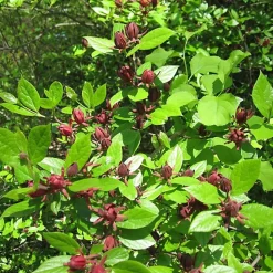 2 x Calycanthe - Calycanthus floridus - 40-60 cm pot