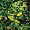 2 x Chalef piquant 'Maculata' - Elaeagnus pungens 'Maculata' - 30-40 cm pot