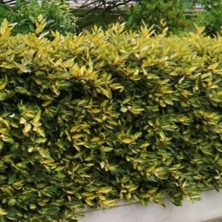 2 x Chalef piquant 'Maculata' - Elaeagnus pungens 'Maculata' - 30-40 cm pot