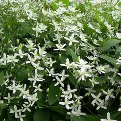 2 x Clématite 'Snow bells' - Clematis armandii 'Snow Bells' - 60-80 cm pot