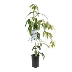2 x Clématite 'Snow bells' - Clematis armandii 'Snow Bells' - 60-80 cm pot