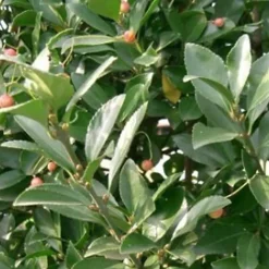 2 x Fusain du Japon - Euonymus japonicus - 40-60 cm pot