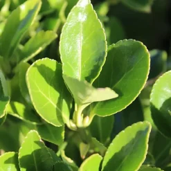 2 x Fusain du Japon - Euonymus japonicus - 40-60 cm pot