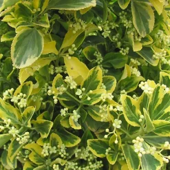2 x Fusain du Japon 'Ovatus Aureus' - Euonymus japonicus 'Ovatus Aureus' - 20-30 cm pot