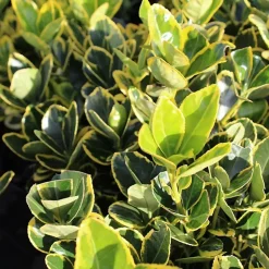 2 x Fusain du Japon 'Ovatus Aureus' - Euonymus japonicus 'Ovatus Aureus' - 20-30 cm pot