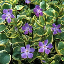 6 x Grande pervenche 'Variegata' - Vinca major 'Variegata' - godet 9cm x 9cm