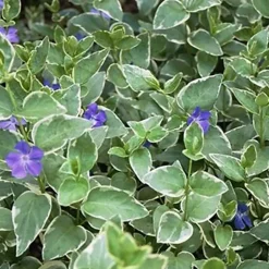 6 x Grande pervenche 'Variegata' - Vinca major 'Variegata' - godet 9cm x 9cm