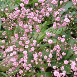 6 x Gypsophile paniculé 'Flamingo' - Gypsophila paniculata 'Flamingo' - godet 9cm x 9cm