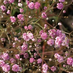 6 x Gypsophile paniculé 'Flamingo' - Gypsophila paniculata 'Flamingo' - godet 9cm x 9cm