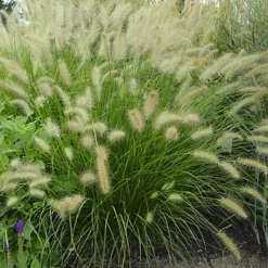 6 x Herbe aux écouvillons - Pennisetum alopecuroides - godet 9cm x 9cm