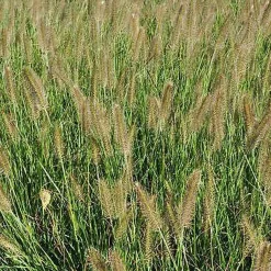 6 x Herbe aux écouvillons - Pennisetum alopecuroides - godet 9cm x 9cm