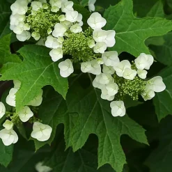 2 x Hortensia à feuilles de chêne - Hydrangea quercifolia - 30-40 cm pot