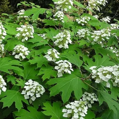2 x Hortensia à feuilles de chêne - Hydrangea quercifolia - 30-40 cm pot