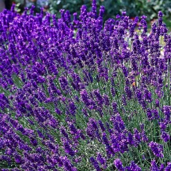 6 x Lavande fine 'Dwarf blue' - Lavandula angustifolia 'Dwarf Blue' - godet 9cm x 9cm