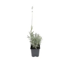 6 x Lavande fine 'Dwarf blue' - Lavandula angustifolia 'Dwarf Blue' - godet 9cm x 9cm
