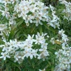 2 x Oranger du Mexique 'Aztec Pearl' - Choisya 'Aztec Pearl' - 25-30 cm pot
