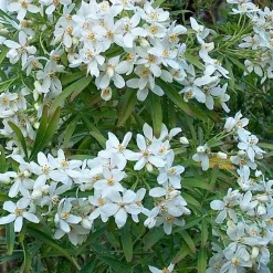 2 x Oranger du Mexique 'Aztec Pearl' - Choisya 'Aztec Pearl' - 25-30 cm pot