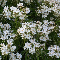 2 x Oranger du Mexique 'Aztec Pearl' - Choisya 'Aztec Pearl' - 25-30 cm pot
