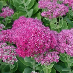 6 x Orpin remarquable 'Brilliant' - Sedum spectabile 'Brillant' - godet 9cm x 9cm