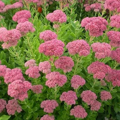 6 x Orpin remarquable 'Brilliant' - Sedum spectabile 'Brillant' - godet 9cm x 9cm