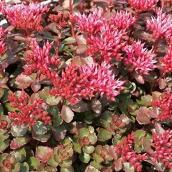 6 x Orpin spurium 'Fuldaglut' - Sedum spurium 'Fuldaglut' - godet 9cm x 9cm
