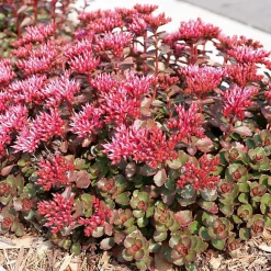 6 x Orpin spurium 'Fuldaglut' - Sedum spurium 'Fuldaglut' - godet 9cm x 9cm